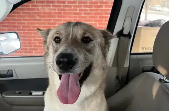 Found Female Dog Near Hwy 91,...