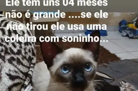 Gato Siamês de 4 Meses Desaparecido em Bauru