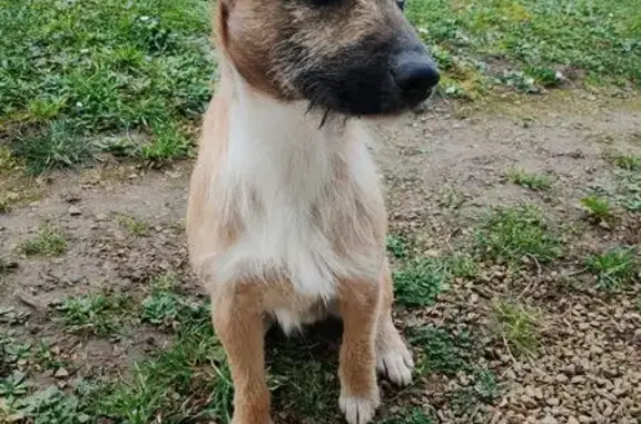 Animaux trouvés , photo: Chien mâle sable trouvé à Sassierges-Saint-Germain