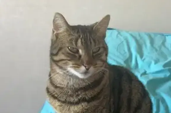 Animaux perdus , photo: Chat perdu à L'Huisserie, Rue des Potiers