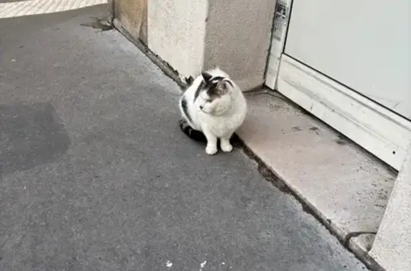 Chat trouvé place Jacques Audiard, Paris - photo