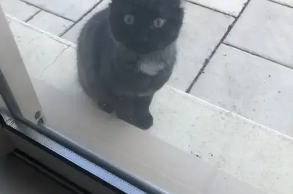 Chat trouvé , photo: Chaton gris-noir trouvé Rue du Stade