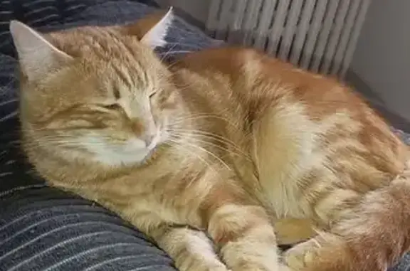 Chat perdu, Montluçon, photo: Chat roux perdu à Montluçon