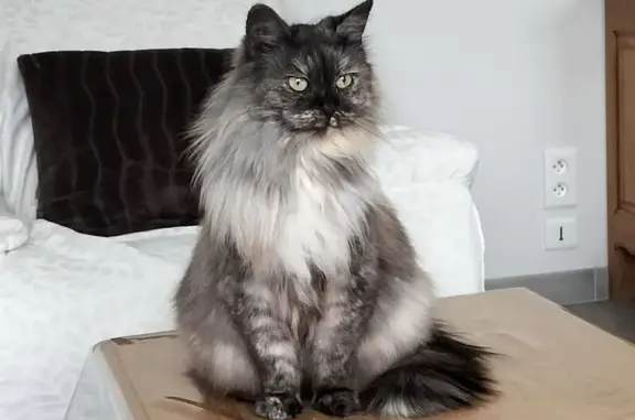 Chat perdu, , photo: Chatte grise perdue, Rue René Pautre