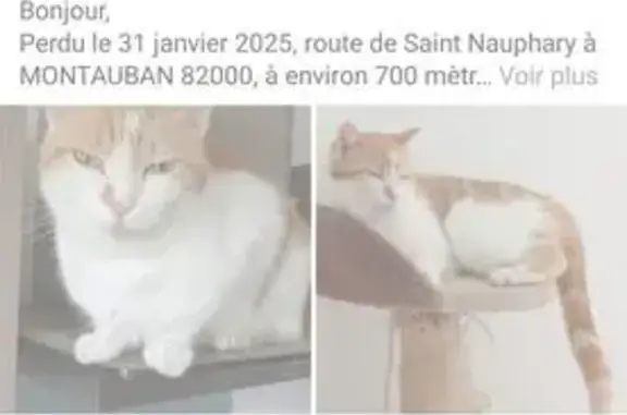 Chat roux et blanc perdu à Montauban - photo