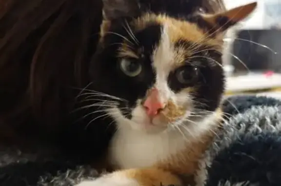 Chatte trouvée à Saint-Méen-le-Grand - photo
