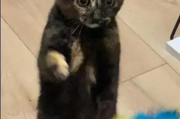 Chaton 4 mois perdu au Broc, non pucé - photo