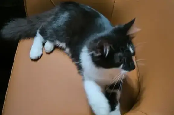 Animaux trouvés , photo: Chat noir et blanc trouvé à Sillegny