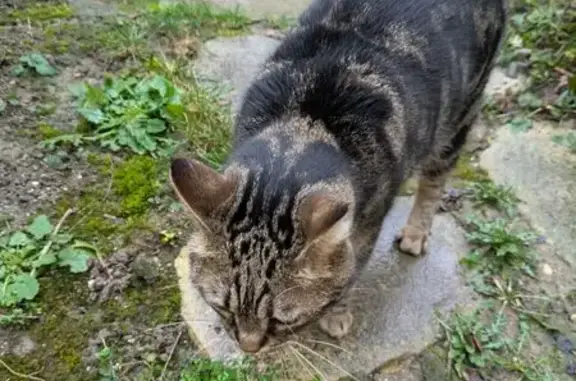 Animaux trouvés Magenta, photo: Chat tigré trouvé affamé à Magenta
