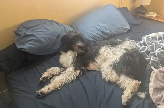 Missing: Sweet Black & White Labradoodle