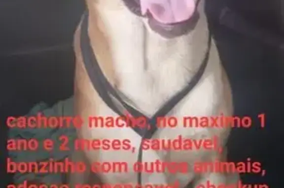 Cachorro Perdido na Av. Nazaré...