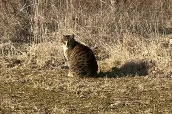 Found Cat: No Collar, Well-Nou...