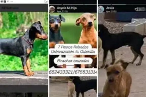 Urgente: Perritos Robados en Dos Hermanas