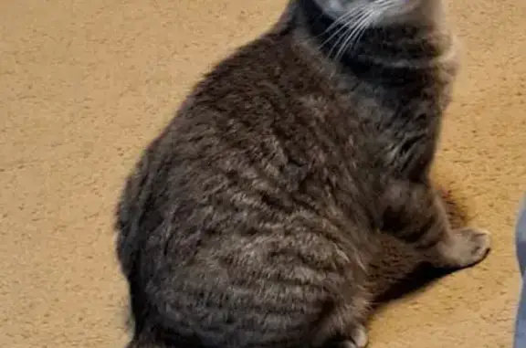 Lost Gray Tabby Cat in Buena V...