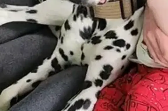 Lost Dalmatian on Nautilus Ave, Chesapeake