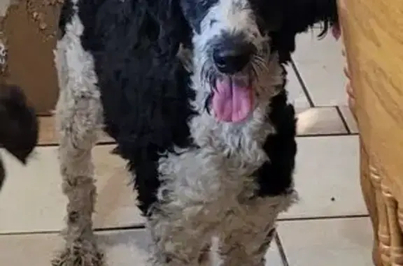 Lost Black & White Doodle in Ocala