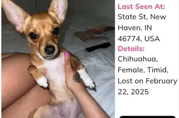 Lost Chihuahua: $500 Reward for Layla