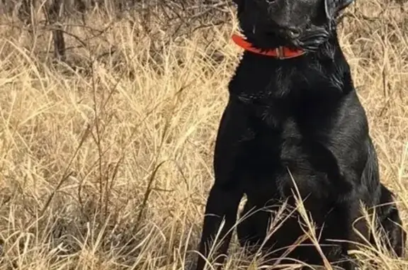 Lost Black Lab: Orange Collar, Bismarck