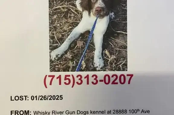 Lost Springer Spaniel: Scout in Cadott