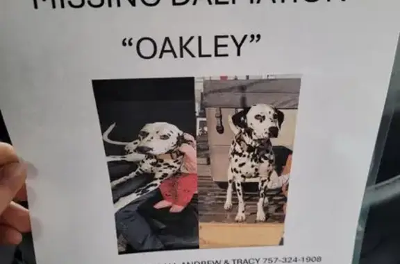 Missing Dalmatian Oakley in Chesapeake