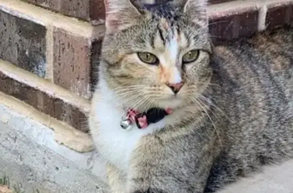 Lost American Shorthair Cat in Texas