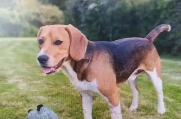 Chien perdu , photo : Beagle perdu à Caro, contactez-moi