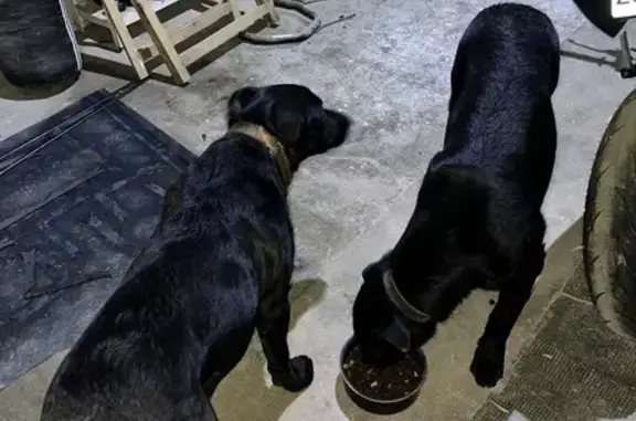 Animaux trouvés Auxonne, photo: Deux chiens mâles trouvés à Auxonne
