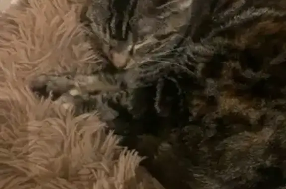 Chatte tigrée disparue à Halluin - photo