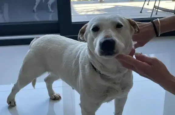 Perro encontrado , foto: Perro Mestizo Cariñoso Hallado en Torreguadiaro