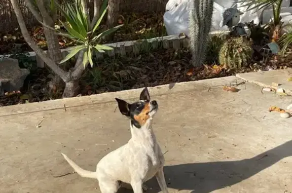 Perro Perdido: Bodeguera Lola en Córdoba