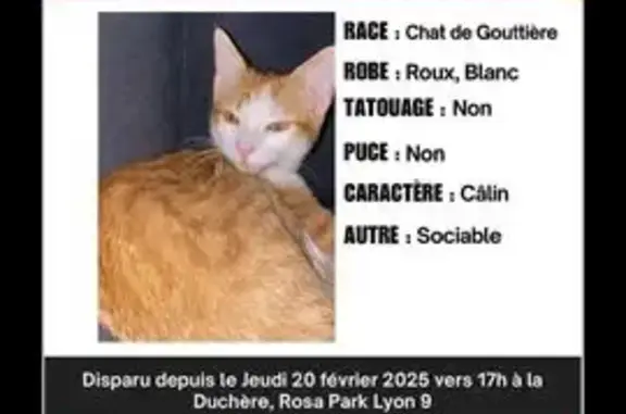 Chaton Simba perdu à Lyon, Avenue Rosa Parks - photo
