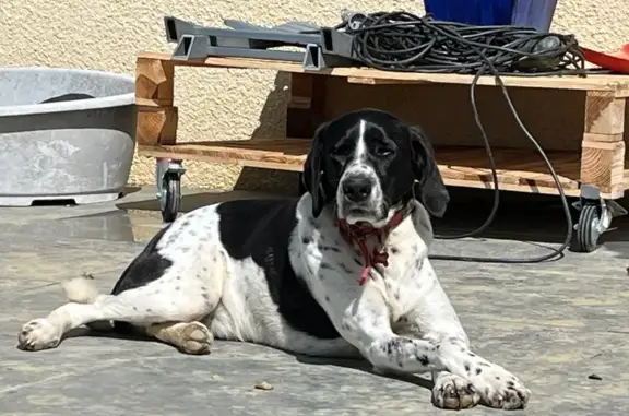 Chien perdu , photo : Chien perdu à Lamothe, harnais noir