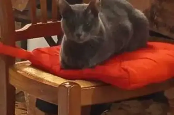 Chat perdu, Néoules, photo: Chat perdu à Néoules : Edgar disparu