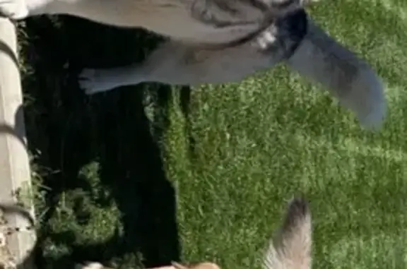 Animaux perdus , photo: Chiens perdus à Saint-Porquier