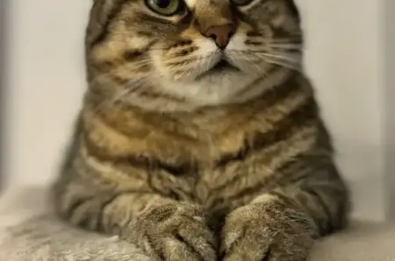 Chat perdu, Distroff, photo: Prada, chatte tigrée perdue à Distroff