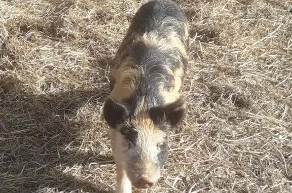 Animaux perdus , photo: Perdu : cochon KUNE KUNE femelle à Renaison
