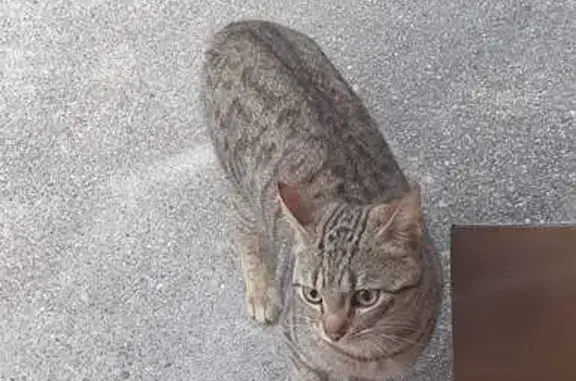 Chat sociable trouvé, Vézeronce-Curtin - photo