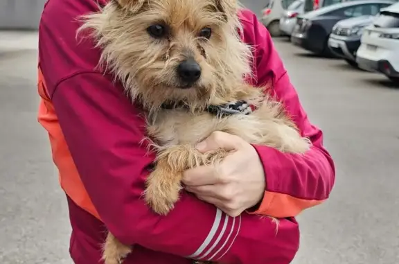 Chien trouvé Saint-Rémy, photo: Chien trouvé à Saint-Rémy, rue Fontaines
