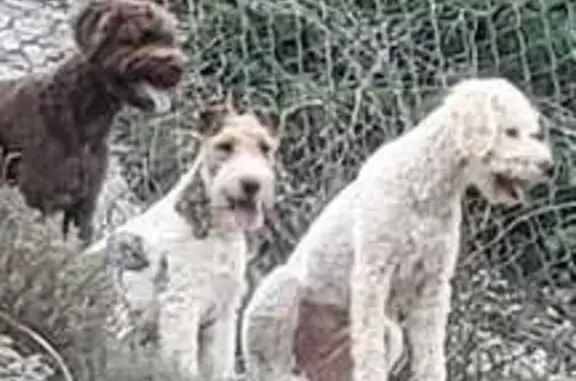 Chien mâle 4 ans perdu à Entrevaux - photo