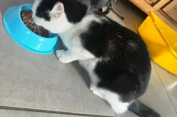 Animaux trouvés Pissos, photo: Chat trouvé affectueux à Pissos