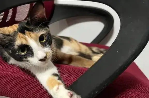 Lost Calico Cat in Toh Guan Road, SG