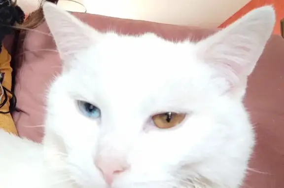 Chat blanc disparu, yeux vairons, Naves - photo