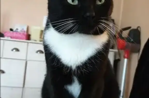 Animaux perdus Bréhal, photo: Chat craintif disparu à Bréhal