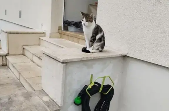Chat perdu, Saint-Julien-les-Villas, photo: Mano, chat sociable perdu depuis 2 mois