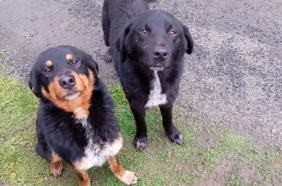 Chien trouvé , photo: Deux chiens errants trouvés au Mené