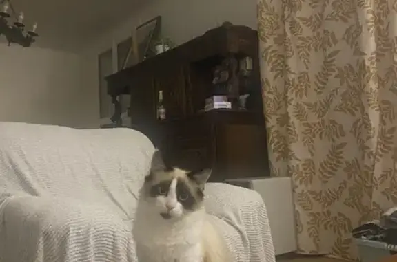 Animaux perdus Pouldreuzic, photo: Chatte sociable perdue à Pouldreuzic
