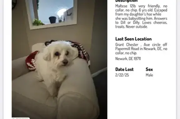 Lost Maltese: 12lb Dill in Newark