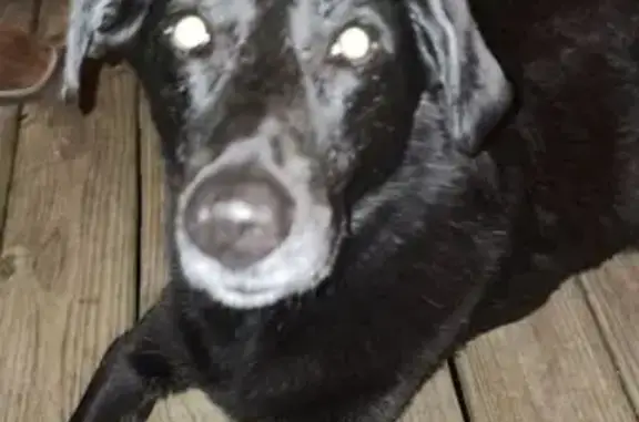 Missing Black Lab Mix: Help Find Evie!