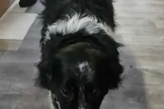 Chien trouvé Plouzané, photo: Chien trouvé en sécurité à Plouzané