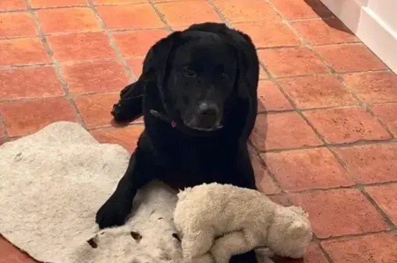 Labrador noir perdu près d'Intermarché Bayonne - photo